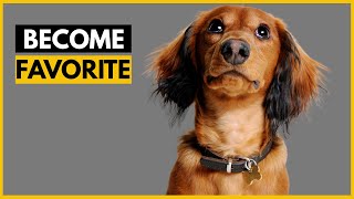 How Dachshunds Choose Their Favorite Person [upl. by Link]