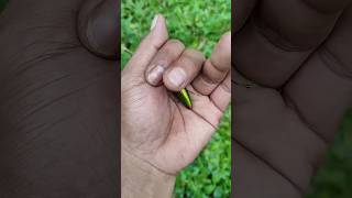 the largest shiny beetle I have ever found of its kind insects naturebeautifulinsects [upl. by Hakim]