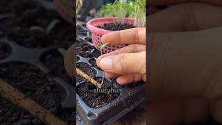 Growing tomato planttomatoplantshortsytshorts [upl. by Illib]