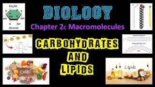 Macromolecules  Carbs amp Lipids [upl. by Nodnab]