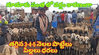 గూడూరు సంతలో 131224 వర్షం కారణంగా 345 నెలల పొట్టేలు పిల్లలు తగ్గిన ధరలుGudur sheep goats market [upl. by Hanako]