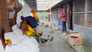 Parrots Released Into Our New Aviary  Naya Firm Pe Bird Chor Diya [upl. by Nagar]