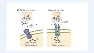 Structure and function of the GABAA receptor [upl. by Fredi393]