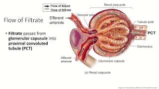 Ch27 Pt4 Urinary System Flow of Filtrate Through the Kidney [upl. by Jinny]