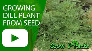 Growing Dill plant from seeds [upl. by Elliven]