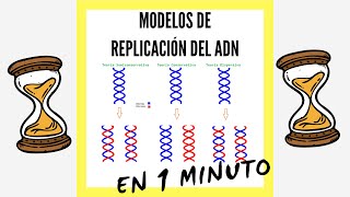 Modelos de Replicación del ADN EN 1 MINUTO [upl. by Sgninnej]