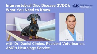 Intervertebral Disc Disease IVDD Diagnosis Treatment and Prevention [upl. by Razal41]