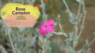 Rose Campion  Lychnis Coronaria Propagation tips using seeds and through division of the Rosette [upl. by Nishi]