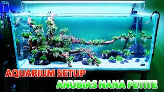 Aquarium Setup in 2 Day full Anubias Nana Petite  Live Planted Fish Tank [upl. by Thaddaus]