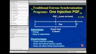 Estrus Synchronization in Heifers and Cows [upl. by Lathan]