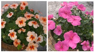 Impatiens plant care tipsHow to care Impatiens flower plant Balsam Gulmehndi plant [upl. by Torras]