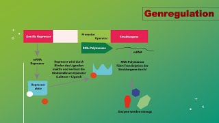 Genregulation und Epigenetik Vorlesung Zellbiologie Teil 11 with english subttiles [upl. by Fabe398]