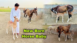 Finally Hmari Ghordi Nay Bacha Day Dia 😍🐴  New Born Horse Baby ❤️ [upl. by Fraase37]