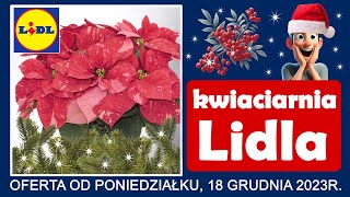 LIDL  Nowa Oferta od Poniedziałku 18122023  Kwiaciarnia Lidla [upl. by Alocin587]