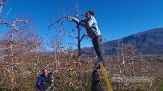 Pruning  Pear Trees [upl. by Ardis754]