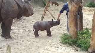 Nashorn Baby im Zoo Basel [upl. by Loy]