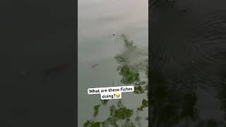 Archer fish shoots water like a pro 😂 archerfish water shoot underwater [upl. by Aseram]