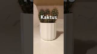 Kaktus reels funny music [upl. by Trisha]