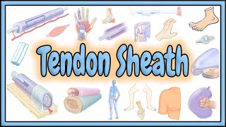 63 Tendon Sheath  Definition  Structure  Functions [upl. by Claud473]