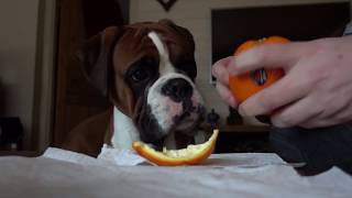 Cute And Obedient Boxer Dog Share Orange With Dad 🍊❤️ NO DROOLING [upl. by Nhguav]