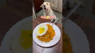 Ramyun recipe ramyun noodles food shortsfeed foodie cooking cookinshort kitchen dog [upl. by Nylorak690]