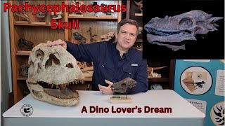 Lifesized And Scaled Pachycephalosaurus Skull  A Dino Lovers Dream [upl. by Aiuhsoj]