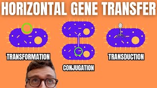 Horizontal Gene Transfer Transformation Conjugation Transduction [upl. by Phillie]