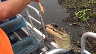 Airboat Tours Alligator climbs onto boat [upl. by Weidman]