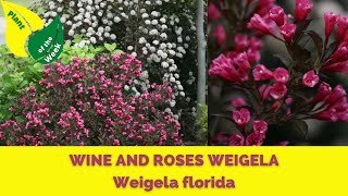 Wine and Roses Weigela  Weigela florida [upl. by Einnep]