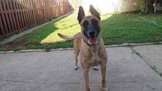 Before You Get A Belgian Malinois WATCH THIS [upl. by Ddat803]