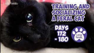 Training And Socializing A Feral Cat  Part 19  Days 172  180  Cat Video Compilation [upl. by Oballa]