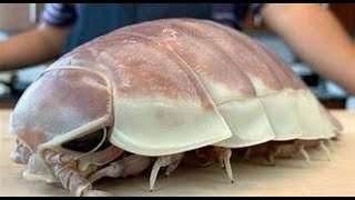 THE GIANT ISOPOD [upl. by Eldrida]