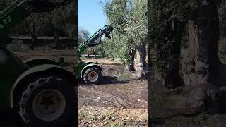 Raccolta olive 202324 con scuotitore scuotitore sicma f3 Sicma F3palameccanica agricolanocese [upl. by Hezekiah]