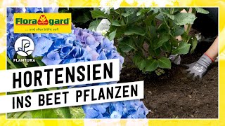 Hortensien im Gartenbeet pflanzen  mit der Floragard BioErde Sauer [upl. by Imas]