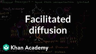 Facilitated diffusion  Membranes and transport  Biology  Khan Academy [upl. by Lynett]