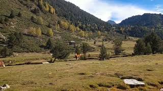 CAVALLS AL PLA DE BOET PALLARS SOBIRÀ [upl. by Assirrem]