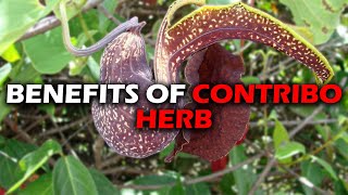 BENEFITS OF CONTRIBO HERB I DUCK FLOWER I ARISTOLACHIA TRILOBATAS [upl. by Minni]