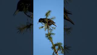 COLORFUL STARLING SINGING ON TOP OF A TREE BRANCH shorts [upl. by Tidwell]