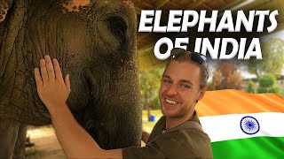 Jaipur’s BEST Ethical Elephant Sanctuary Elefantastic [upl. by Trela]