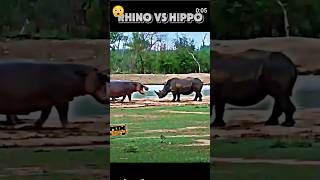 Rhino vs hippopotamus animals wildlife jackdaw fyp eagle kestrel viralvideo shorts [upl. by Feriga]