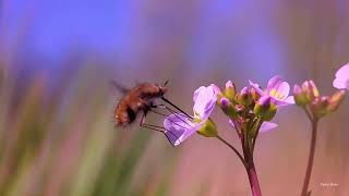 Bombylius major [upl. by Htebazie]