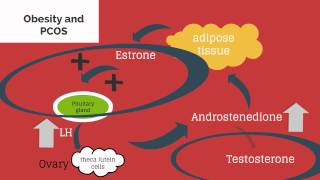 Topic 44 Hirsutism and Virilization [upl. by Bilak]