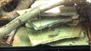 Egernia eating Repashy Gel Foods [upl. by Orag]