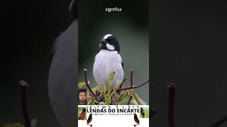 bigodinho Sporophila lineola lendasdoencarte aves passaros birds bird natureza fauna [upl. by Murdoch]