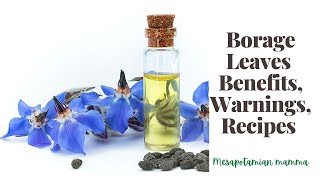 medicinalherbs herbs Borage Leaves seeds amp Borage Oil uses benefits recipes amp Side effects [upl. by Nalro]