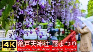 【4K】亀戸天神社 藤まつり Kameido Tenjin Shrine Wisteria Festival 撮影日：20240424 [upl. by Siraved351]