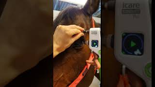 Equine IOP measuring with the TONOVET Plus [upl. by Milde]