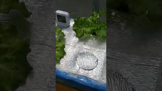 checkout my Hydroponically grown lettuce hydroponics kratkymethod thankyouforwatching [upl. by Renae]