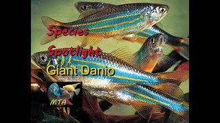 Giant Danio  Species Spotlight [upl. by Dotty]