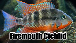 Firemouth Cichlid  Care Guide amp Species Profile [upl. by Barram]